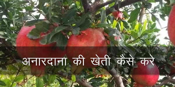 भगवा अनार की खेती, कंधारी अनार की खेती, अनार की खेती उत्तर प्रदेश, अनार पकाने की विधि, अनार के पेड़ की जानकारी, अनार की नर्सरी, अनार की खेती के लिए जलवायु, अनार की खेती कहाँ होती है भगवा अनार की खेती, कंधारी अनार की खेती, अनार की खेती उत्तर प्रदेश, अनार पकाने की विधि, अनार के पेड़ की जानकारी, अनार की नर्सरी, अनार की खेती के लिए जलवायु, अनार की खेती कहाँ होती है