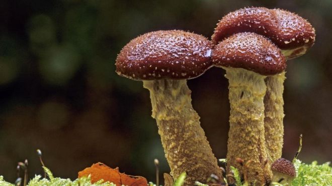 कई जंगलों को निगलने वाला 'महादैत्य' मशरूम