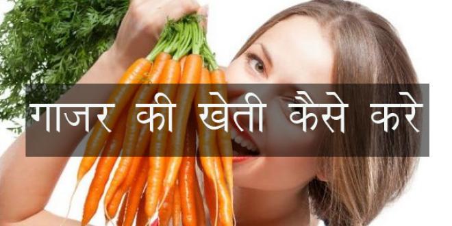 गाजर की खेती कैसे करें गाजर की खेती कैसे करें