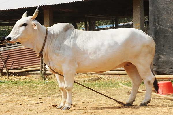 गाय की मदद से बनाया जा सकता है एड्स का टीका
