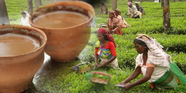 चाय की खेती कैसे करें चाय की खेती कैसे करें