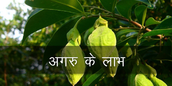 अगरु के लाभ अगरु के लाभ