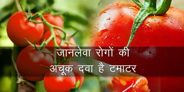 टमाटर में झुलसा रोग की दवा, टमाटर में रोग नियंत्रण, टमाटर में वायरस, टमाटर के रोग, टमाटर के पौधों में रोग, टमाटर रोग और उपचार, टमाटर विल्ट, टोमॅटो रोग व उपाय टमाटर में झुलसा रोग की दवा, टमाटर में रोग नियंत्रण, टमाटर में वायरस, टमाटर के रोग, टमाटर के पौधों में रोग, टमाटर रोग और उपचार, टमाटर विल्ट, टोमॅटो रोग व उपाय