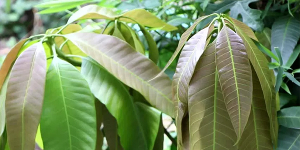 डायबिटीज का प्राकृतिक इलाज हैं आम के पत्ते, जानें कैसे? डायबिटीज का प्राकृतिक इलाज हैं आम के पत्ते, जानें कैसे?