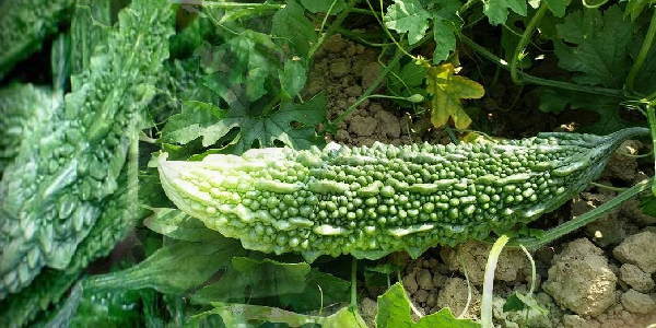 करेला के औषधिय करेला के औषधिय