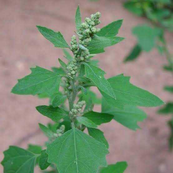 बथुवा बथुवा