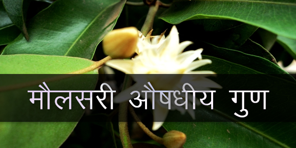 मौलसरी औषधीय गुण मौलसरी औषधीय गुण