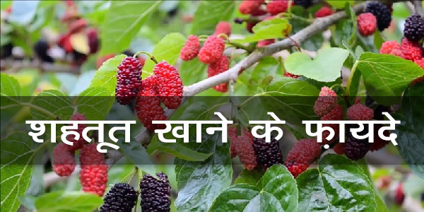 शहतूत खाने के फ़ायदे शहतूत खाने के फ़ायदे