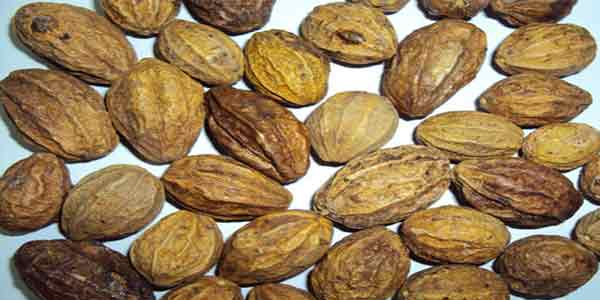 हरड का काया कल्प प्रयोग हरड का काया कल्प प्रयोग