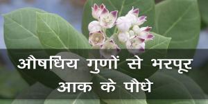 औषधिय गुणों से भरपूर आक के पौधे औषधिय गुणों से भरपूर आक के पौधे