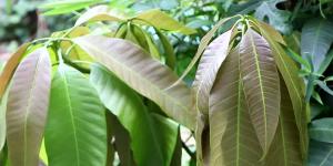 डायबिटीज का प्राकृतिक इलाज हैं आम के पत्ते, जानें कैसे? डायबिटीज का प्राकृतिक इलाज हैं आम के पत्ते, जानें कैसे?