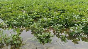 गूलर के नुकसान गूलर के नुकसान