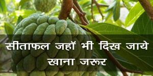 सीताफल जहॉ भी दिख जाये खाना जरूर सीताफल जहॉ भी दिख जाये खाना जरूर