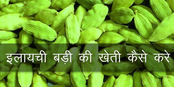 इलायची बड़ी की खेती कैसे करे