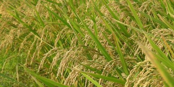 धान की खेती करें उन्नत तरीके से पाये और भी ज्यादा उत्पादन की तकनीके इस प्रकार धान की खेती करें उन्नत तरीके से पाये और भी ज्यादा उत्पादन की तकनीके इस प्रकार