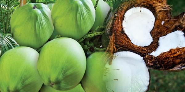 नारियल की खेती नारियल की खेती