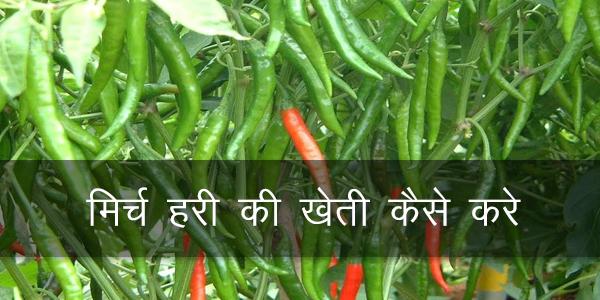 मिर्च हरी की खेती कैसे करे मिर्च हरी की खेती कैसे करे