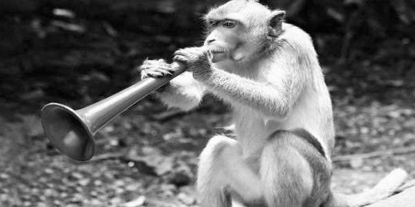 संगीत का प्राणि वर्ग पर असाधारण प्रभाव