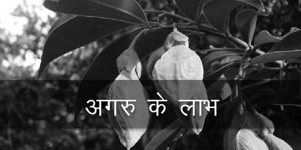 अगरु के लाभ अगरु के लाभ