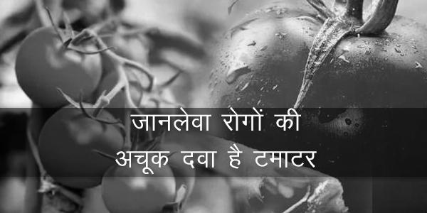 टमाटर में झुलसा रोग की दवा, टमाटर में रोग नियंत्रण, टमाटर में वायरस, टमाटर के रोग, टमाटर के पौधों में रोग, टमाटर रोग और उपचार, टमाटर विल्ट, टोमॅटो रोग व उपाय टमाटर में झुलसा रोग की दवा, टमाटर में रोग नियंत्रण, टमाटर में वायरस, टमाटर के रोग, टमाटर के पौधों में रोग, टमाटर रोग और उपचार, टमाटर विल्ट, टोमॅटो रोग व उपाय
