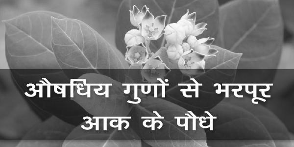 औषधिय गुणों से भरपूर आक के पौधे औषधिय गुणों से भरपूर आक के पौधे