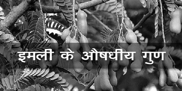 इमली के औषधीय गुण इमली के औषधीय गुण