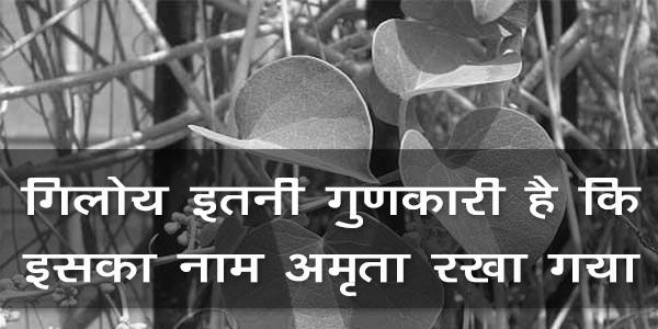 गिलोय इतनी गुणकारी है कि इसका नाम अमृता रखा गया है। गिलोय इतनी गुणकारी है कि इसका नाम अमृता रखा गया है।