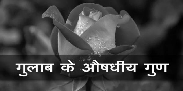 गुलाब के औषधीय गुण गुलाब के औषधीय गुण
