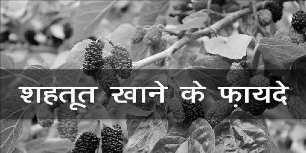 शहतूत खाने के फ़ायदे शहतूत खाने के फ़ायदे