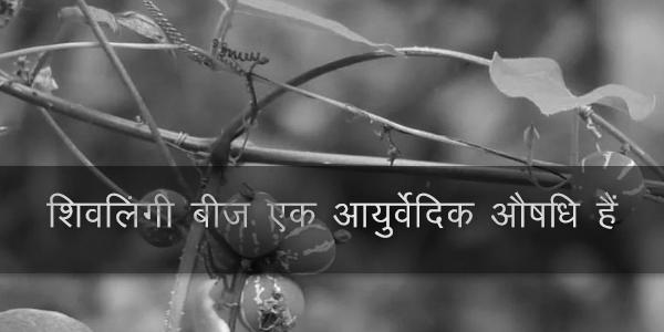 शिवलिंगी बीज एक आयुर्वेदिक औषधि हैं शिवलिंगी बीज एक आयुर्वेदिक औषधि हैं