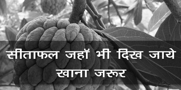 सीताफल जहॉ भी दिख जाये खाना जरूर सीताफल जहॉ भी दिख जाये खाना जरूर